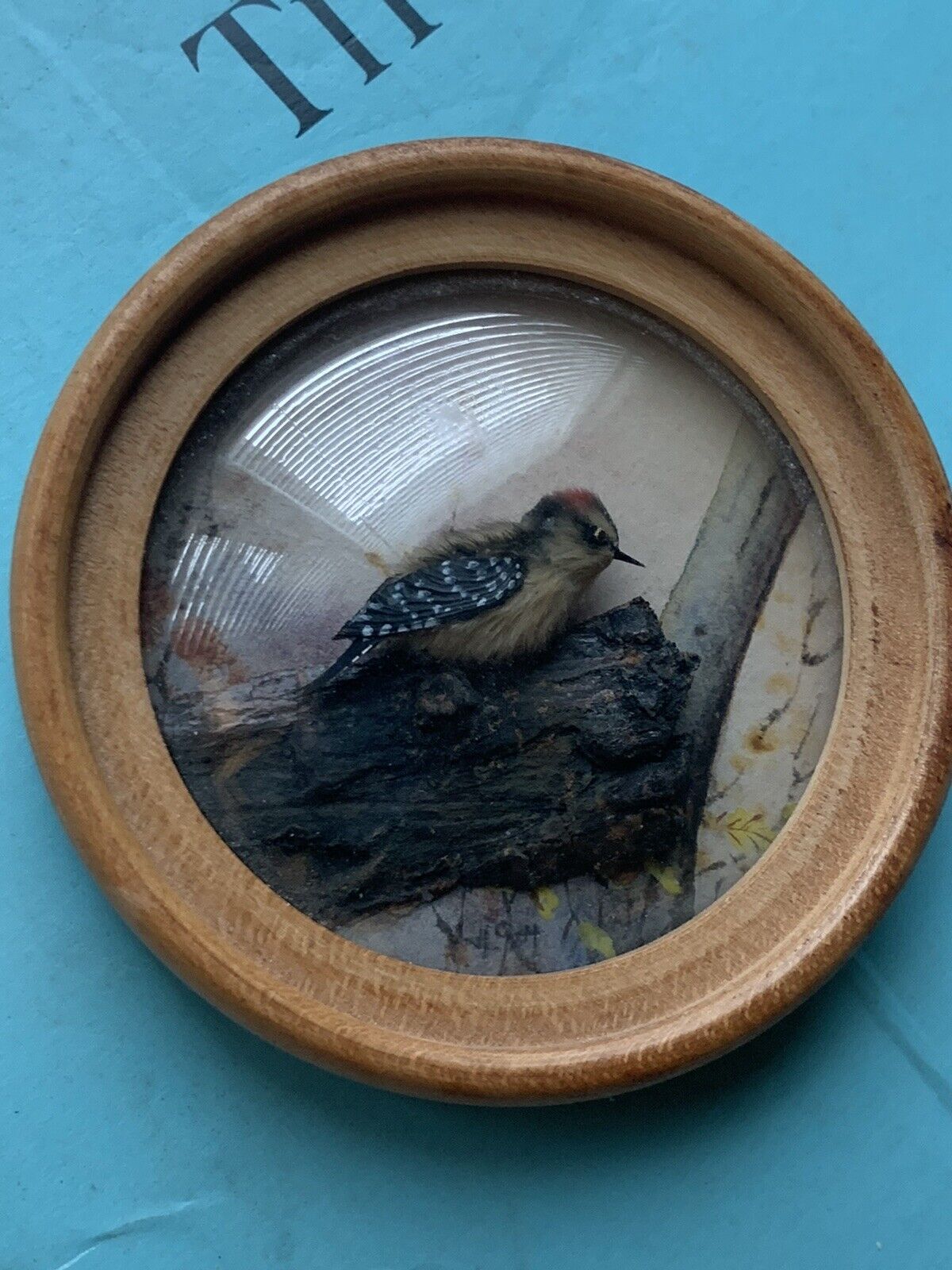 Downey Woodpecker